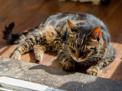 Ako sa starať o mačku počas horúcich letných dní