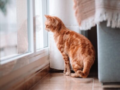 Čo urobiť pred dovolenkou, ak nemôžete vziať zvieratko so sebou?